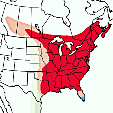 Ruby Throated Hummingbird Migration Map