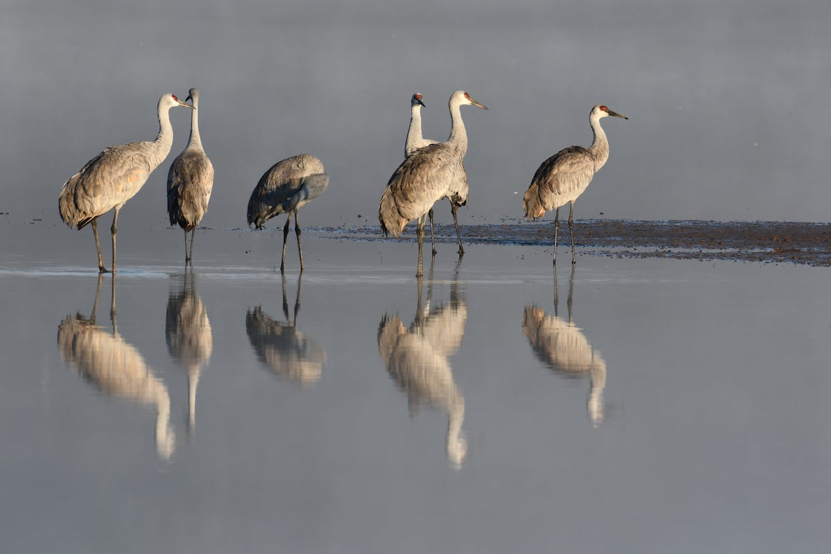 Sandhill Crane Migration Map 2025 1 sandhill crane migration map