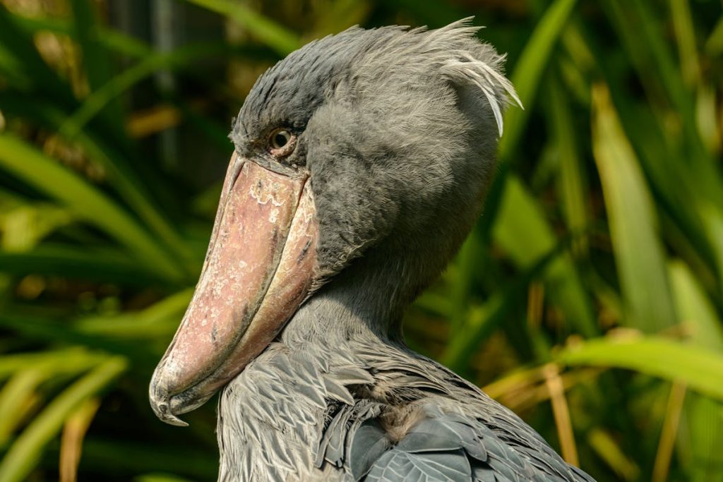 Shoebill Bird Characteristics
