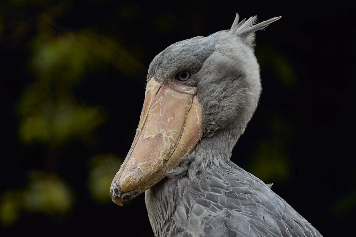 Shoebill Bird Characteristics