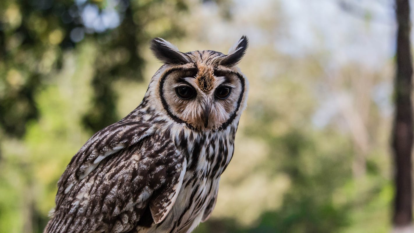 Tawny Frogmouth Bird | Overview 1 Tawny Frogmouth Bird Identifications