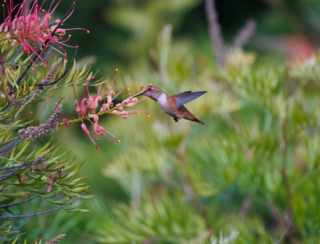 Hummingbird The Smallest Bird In The World