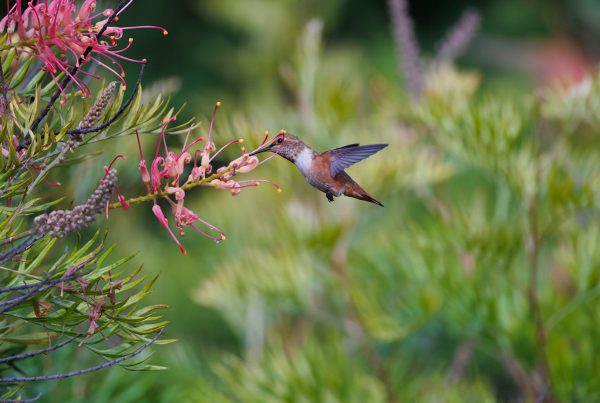 Hummingbird The Smallest Bird In The World