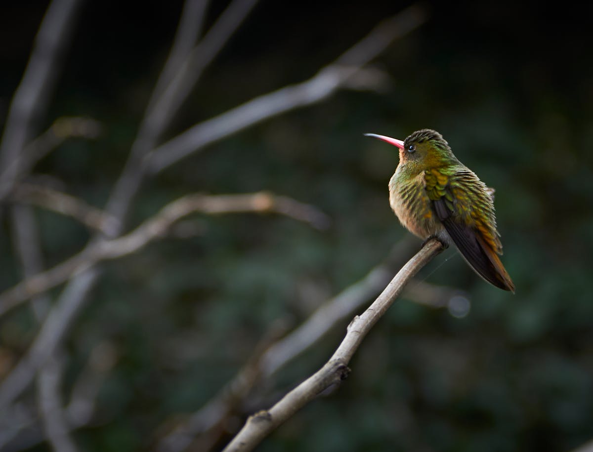 What Are Hummingbird Scouts? (Let’s Clear it Up) 2 Are Hummingbird Scouts