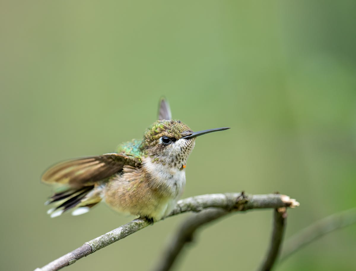 What Are Hummingbird Scouts? (Let’s Clear it Up) 1 Are Hummingbird Scouts