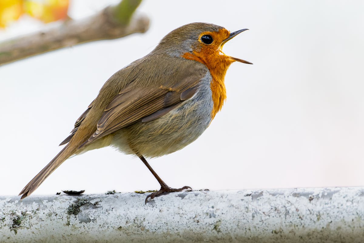 What do robins eat 