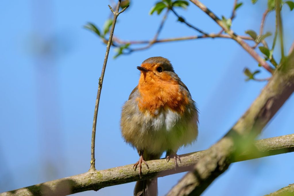 Robins eat When there is snow