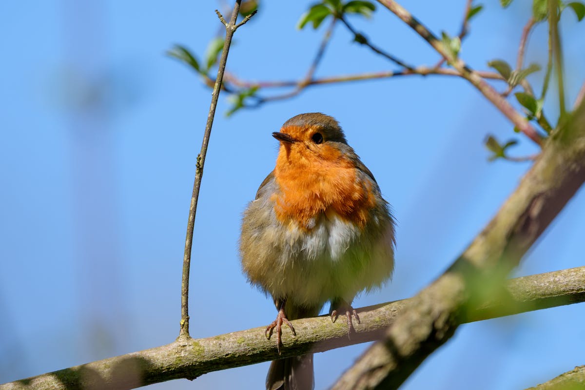 What do robins eat? When there is snow on the ground