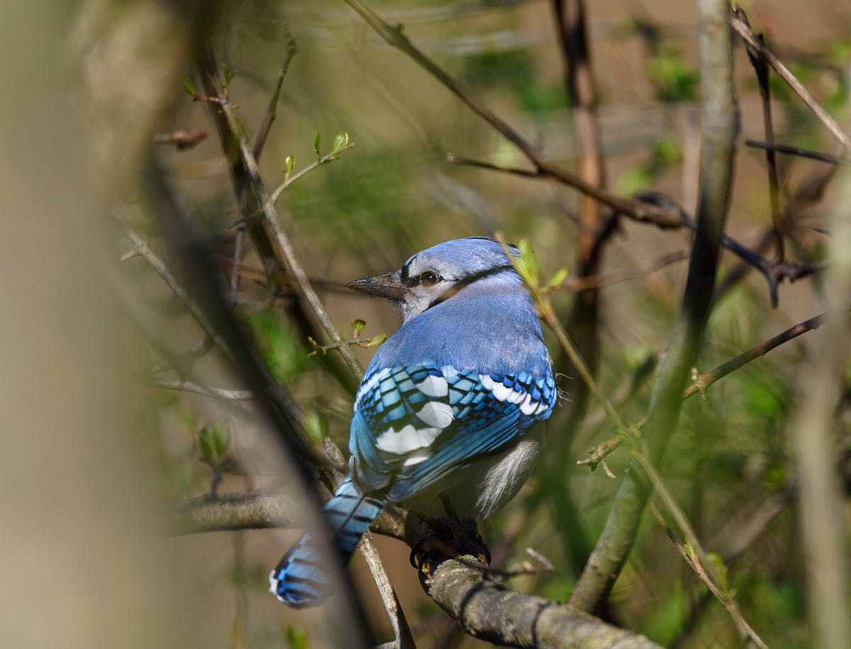 What does a blue jay symbolize? 1 Blue jay symbolize