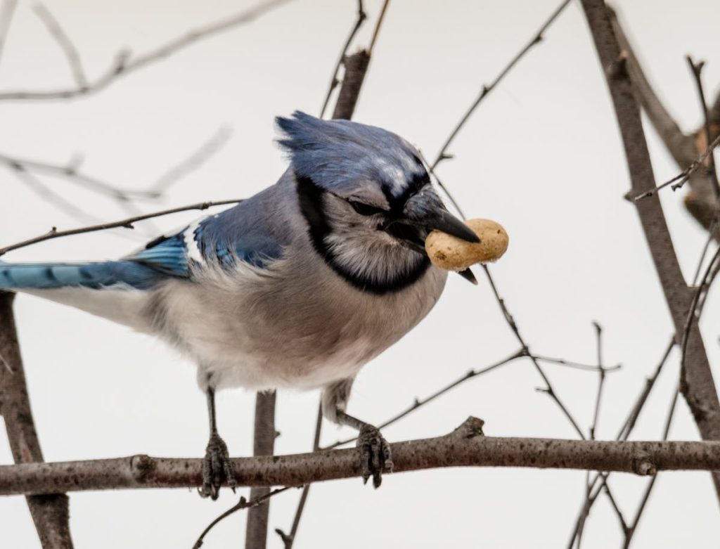 What does a blue jay symbolize