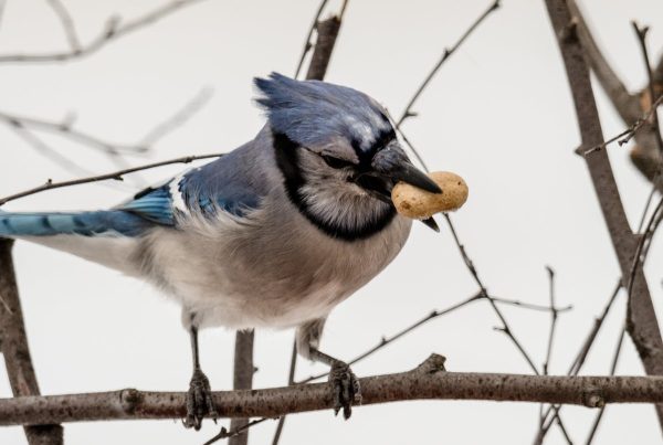 What does a blue jay symbolize