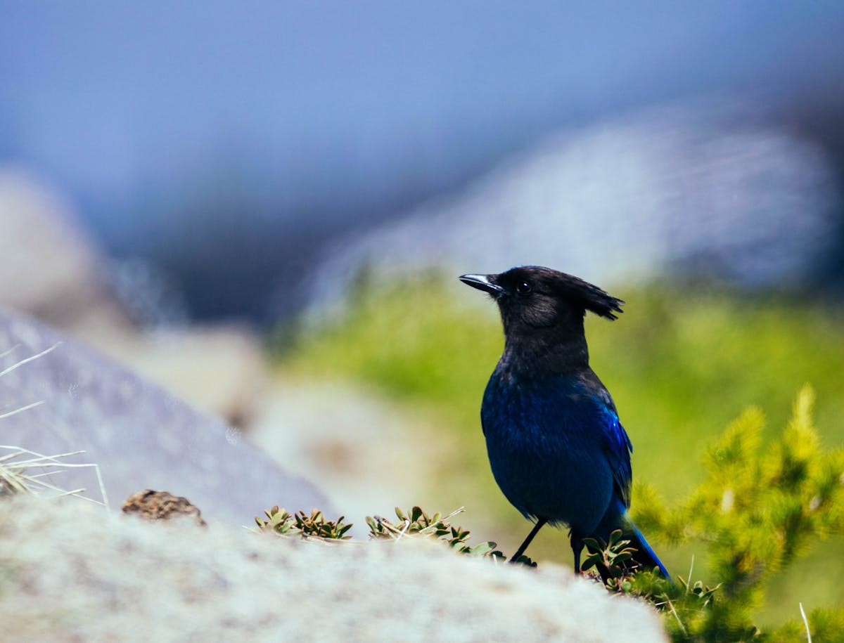 What does it mean when you see a blue jay 1