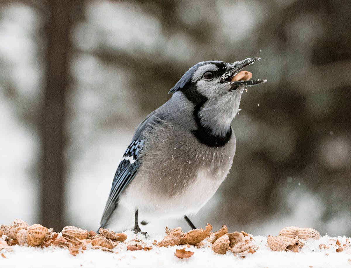 mean when you see a blue jay