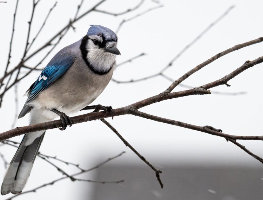 What does it mean when you see a blue jay 3