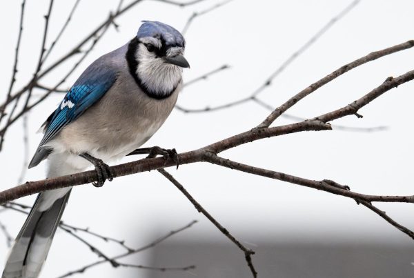 What does it mean when you see a blue jay 3