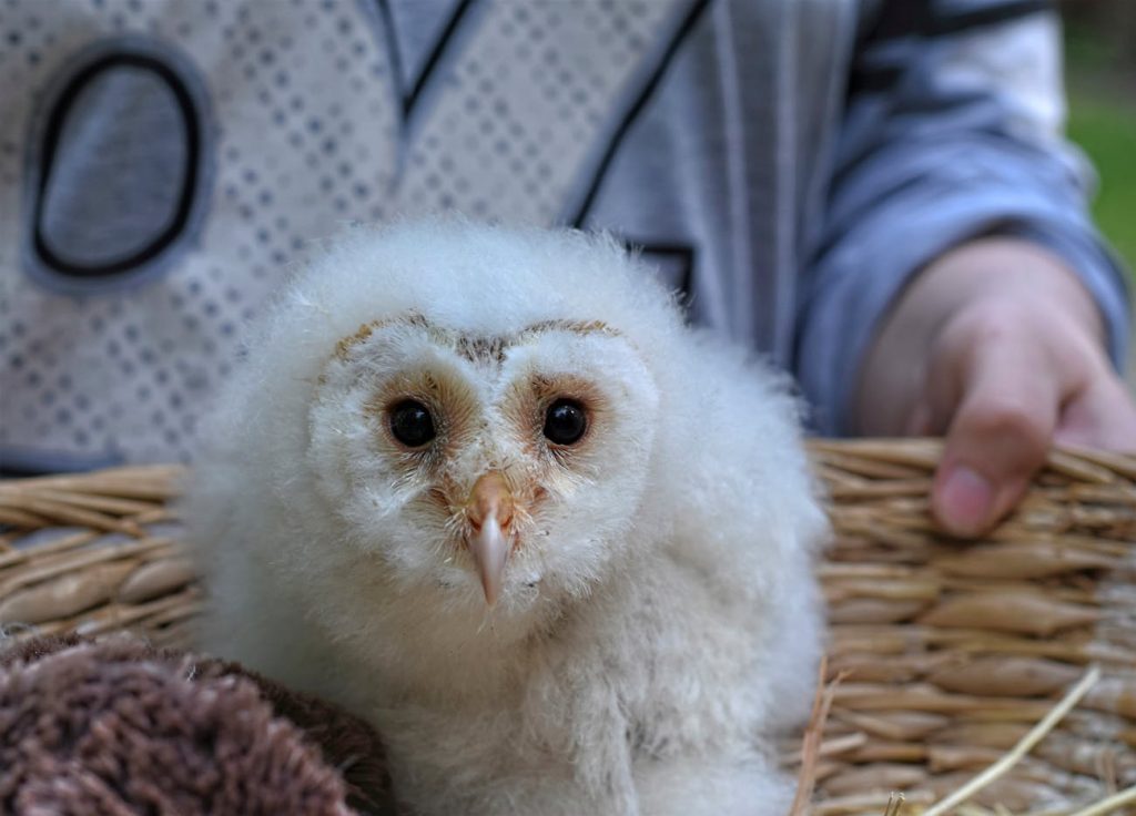 White Barn Owl Characteristics