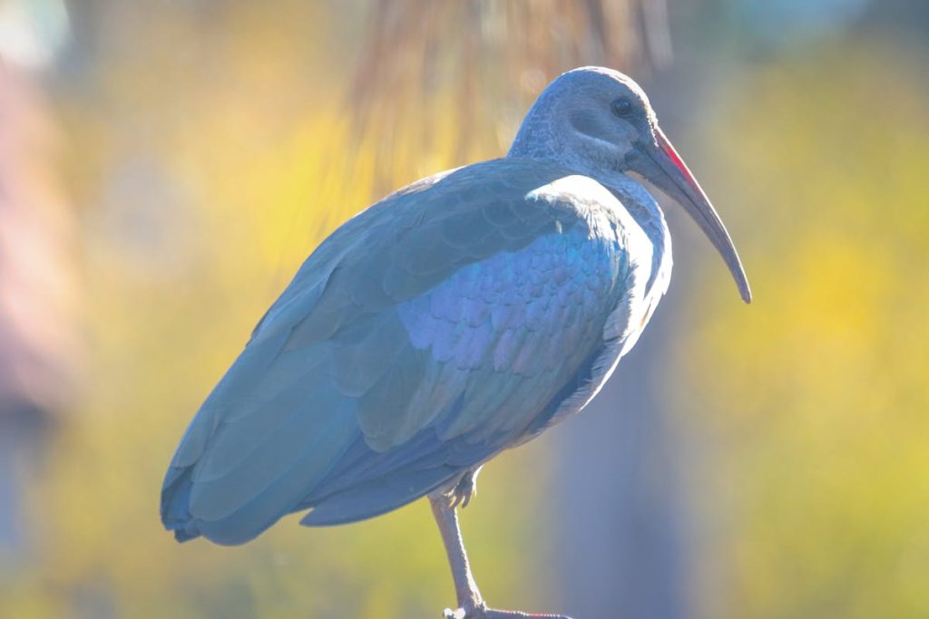 White ibis bird migration