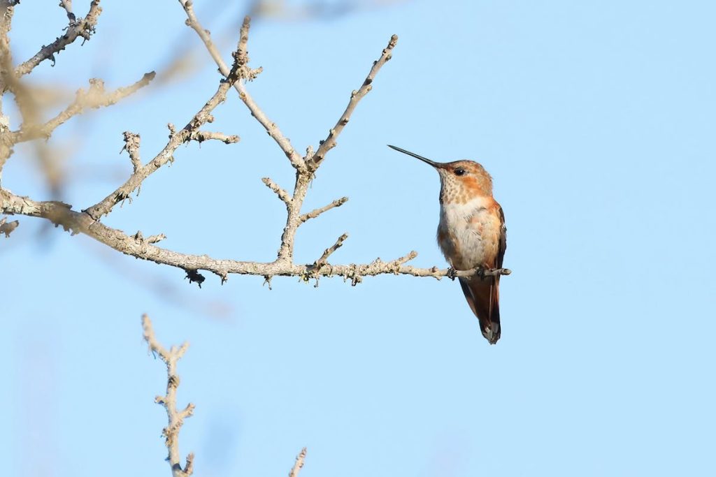 hummingbird migration in arkansas