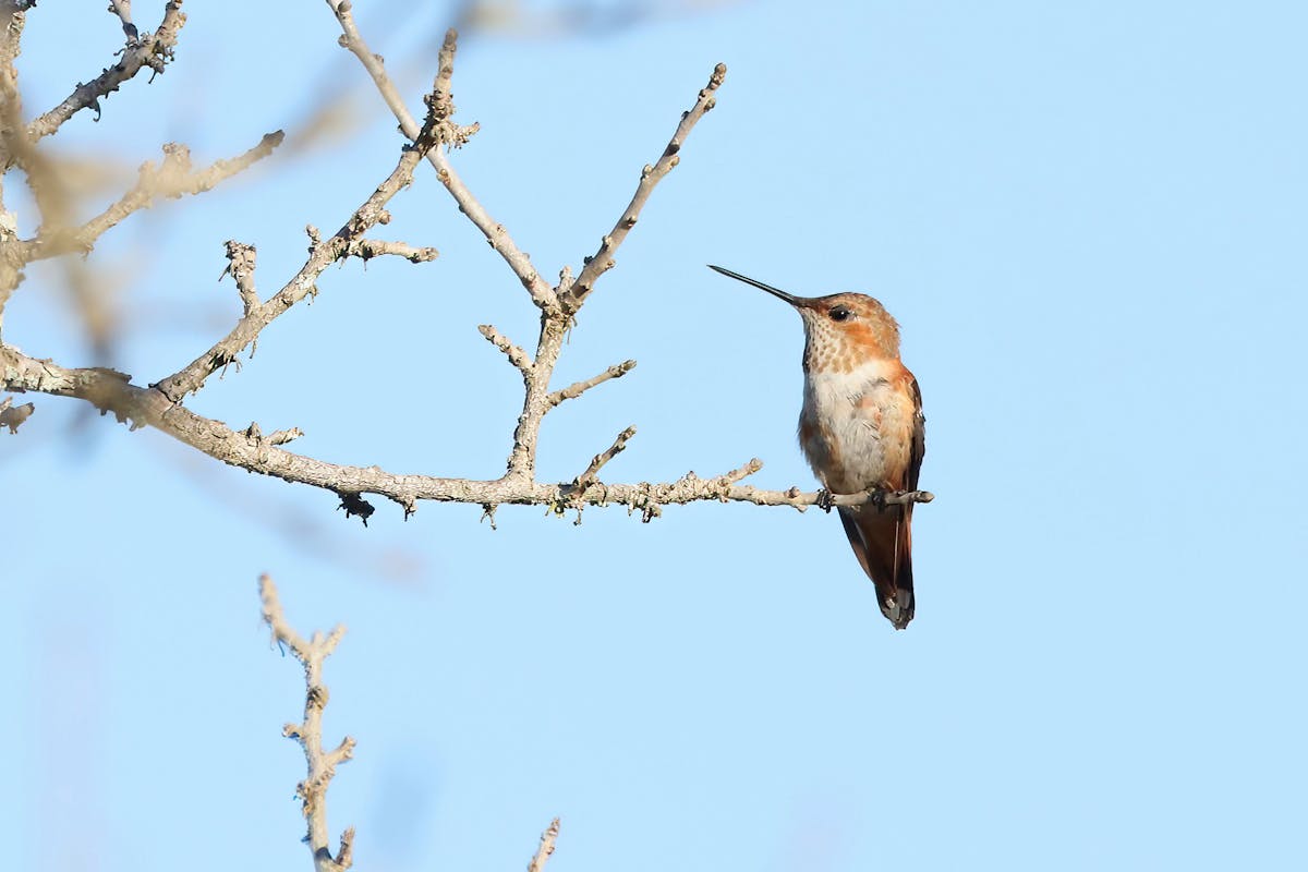 Supporting Hummingbird Migration in Arkansas