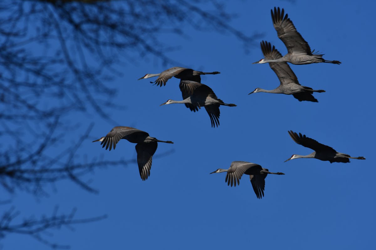 Sandhill Crane Migration Map 2025 2 sandhill crane migration map