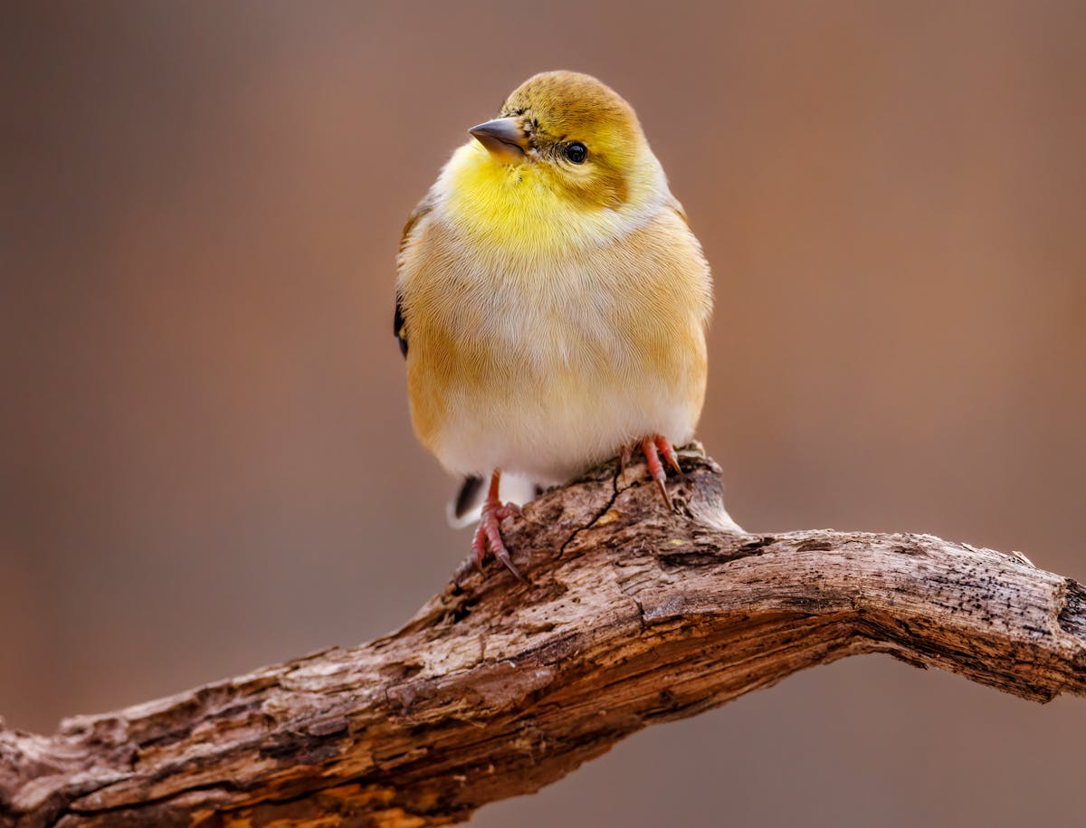 How to Tell Apart Yellow Warbler, Pine Warbler, American Goldfinch 2 American Goldfinch