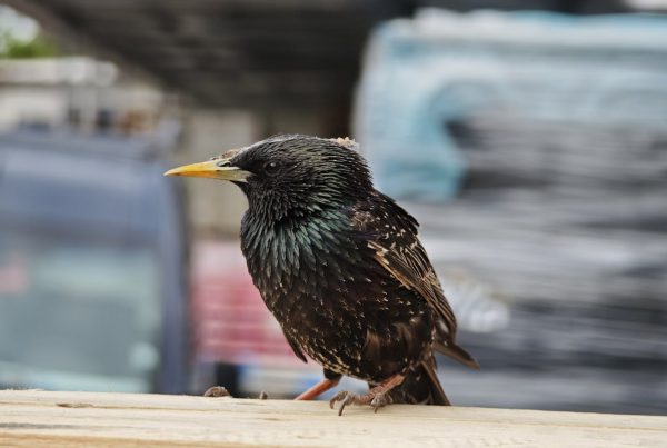 Starling's Private Life
