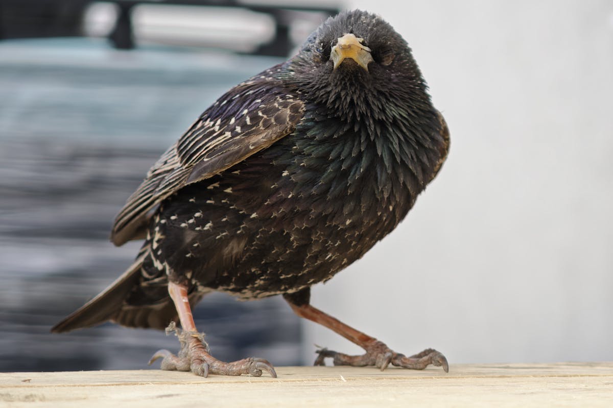 An Opportunist Wildlife of Starling's Private Life 1 Starling's Private Life
