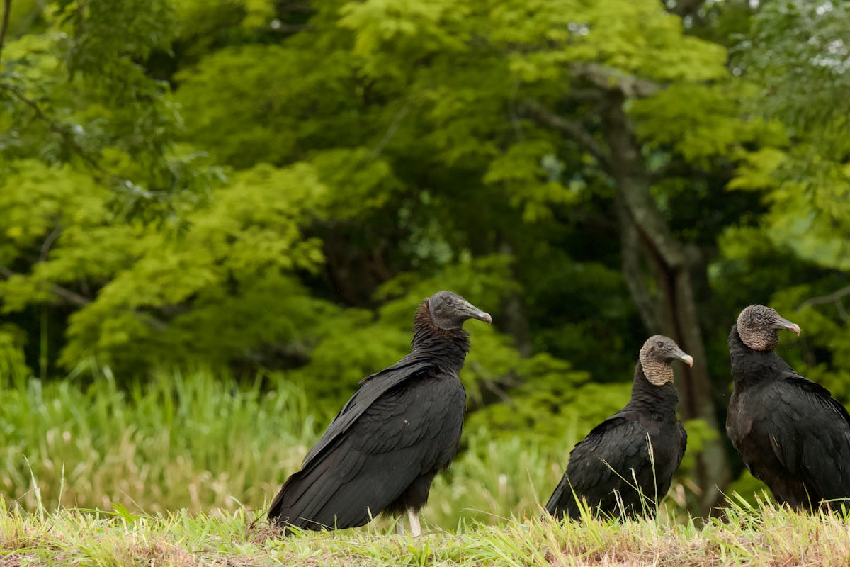 Florida Blackbirds Introduction 2 Florida Blackbirds Black Vultures