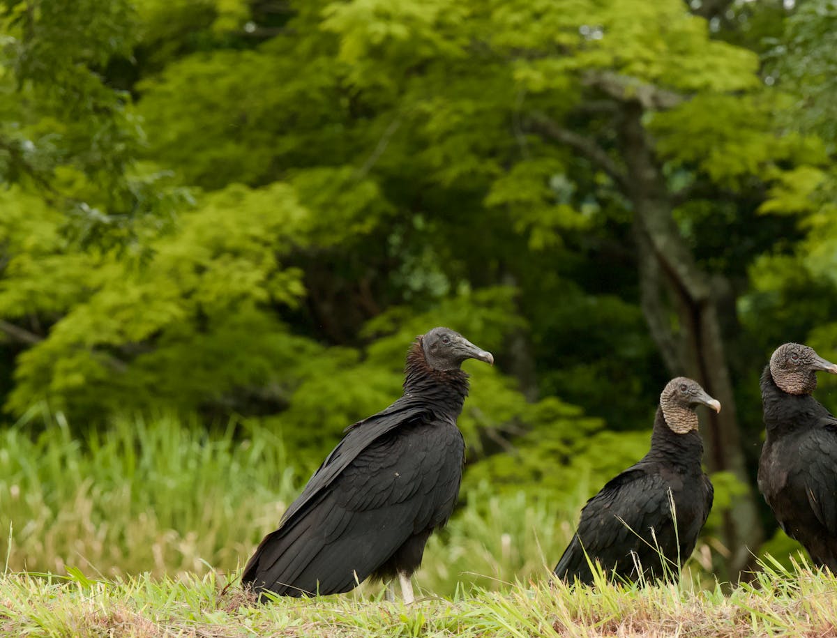 New to Florida Blackbirds 2 Black Vultures in Jungle