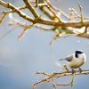 Black-capped Chickadee Bird