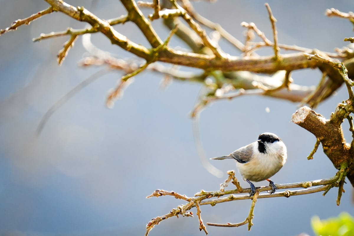 Black-capped Chickadee Bird – Overview
