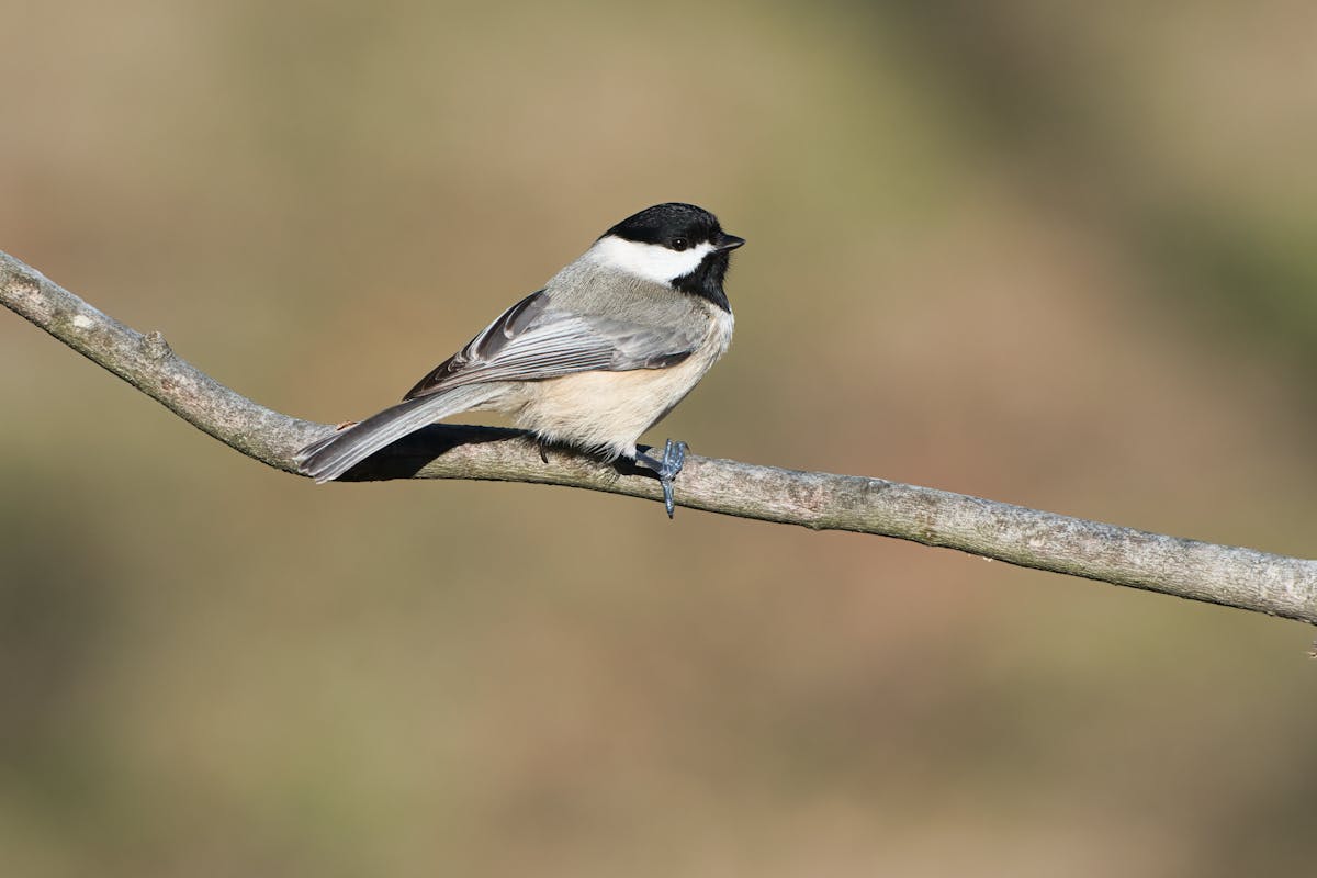 Black-capped Chickadee Bird - Overview 1 Black-capped Chickadee Bird