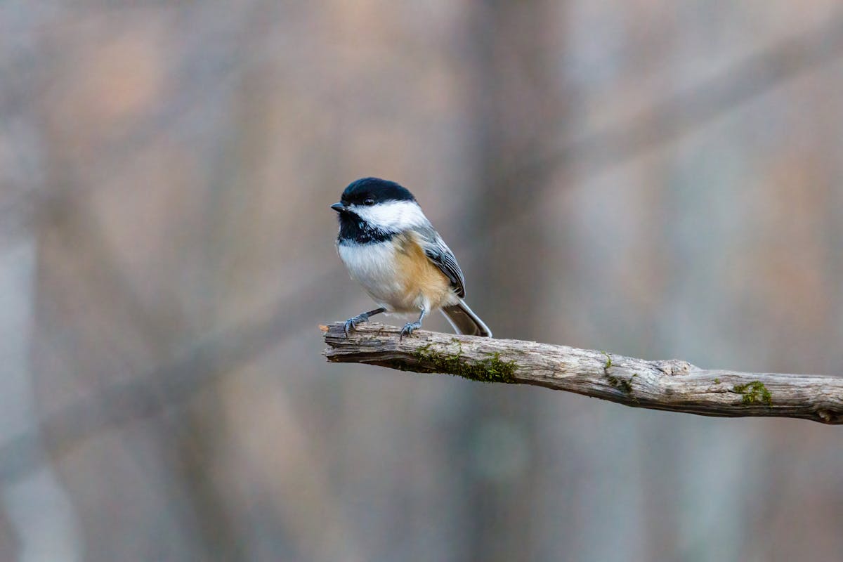 Black-capped Chickadee Bird - Overview 2 Black-capped Chickadee Bird