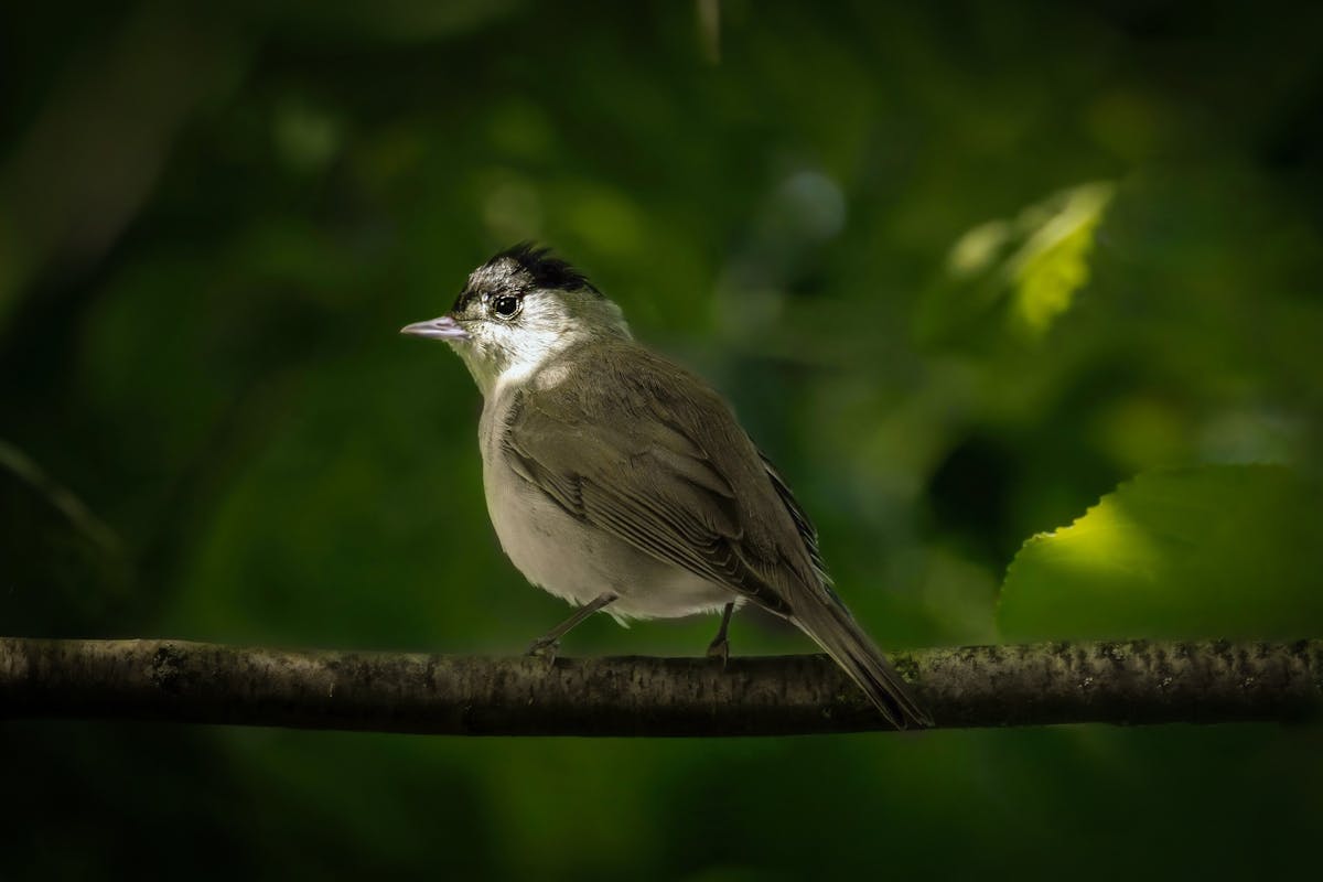 Texas Birds Introduction and Identification 2 Black-capped Vireo