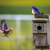 Bluebird Nest Building