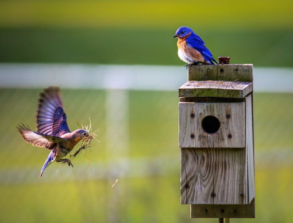 Bluebird Nest Building