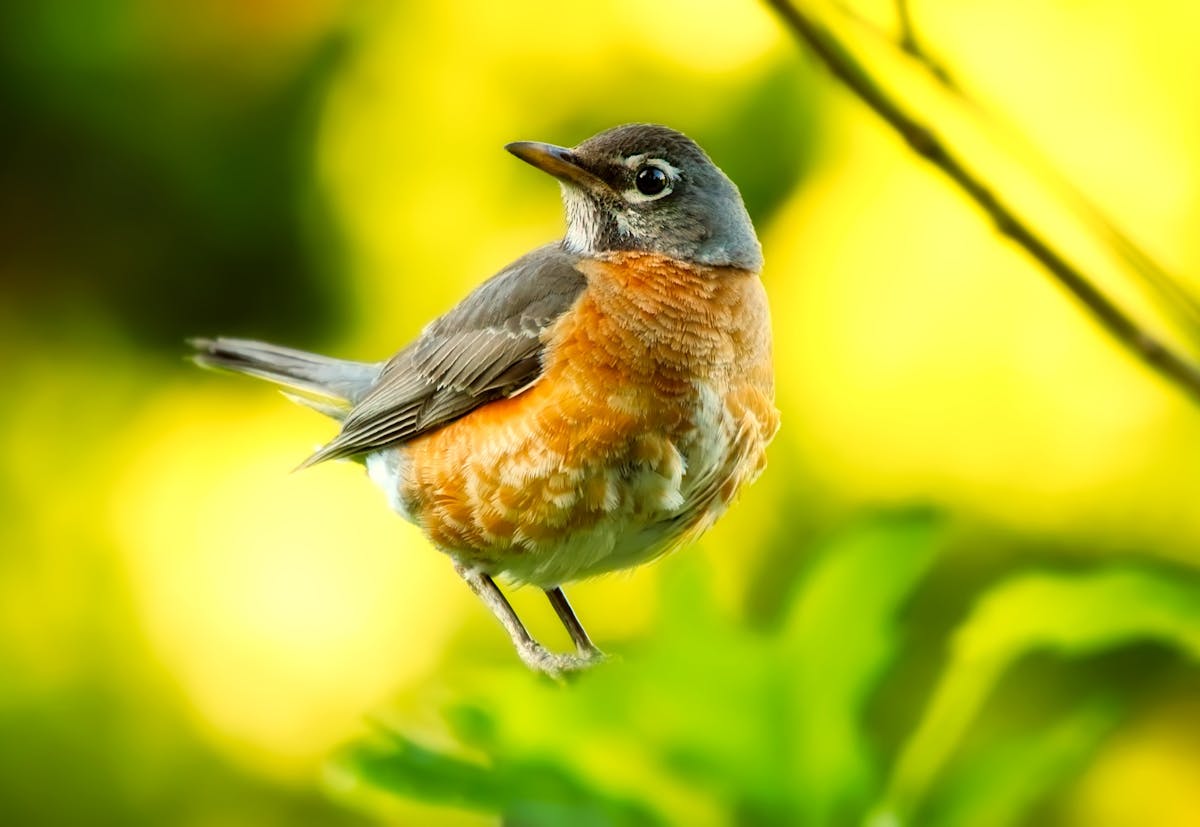 Discovering the Origins of Bird Names 1 American robin perched on a branch