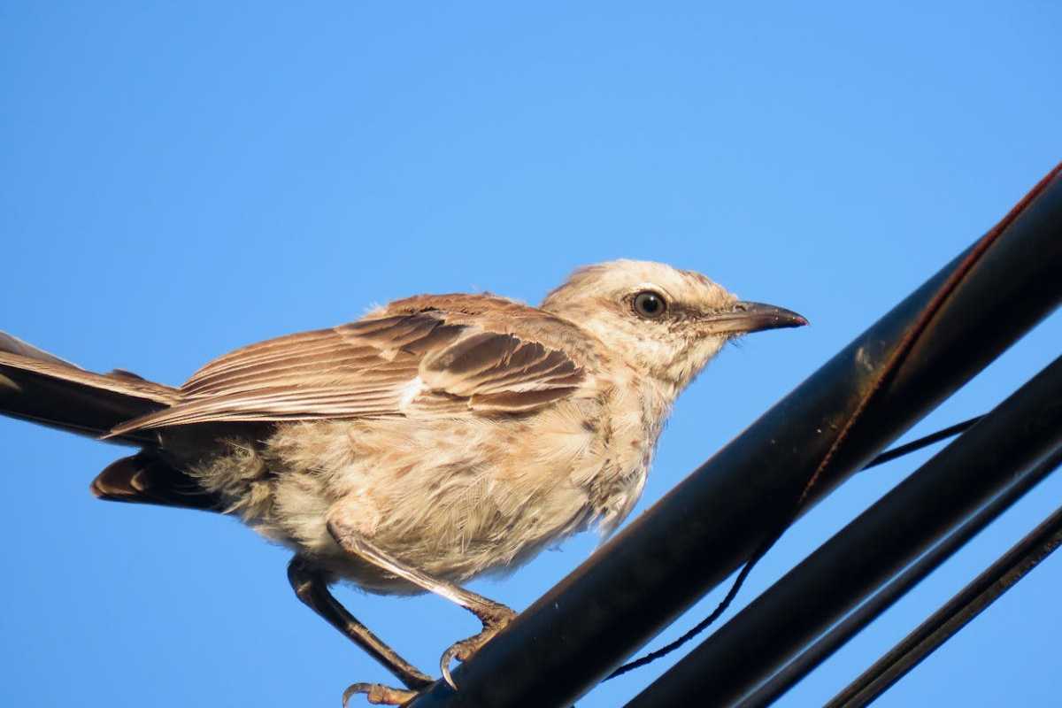 Discovering the Origins of Bird Names 2 Origins of Bird Names Mockingbird