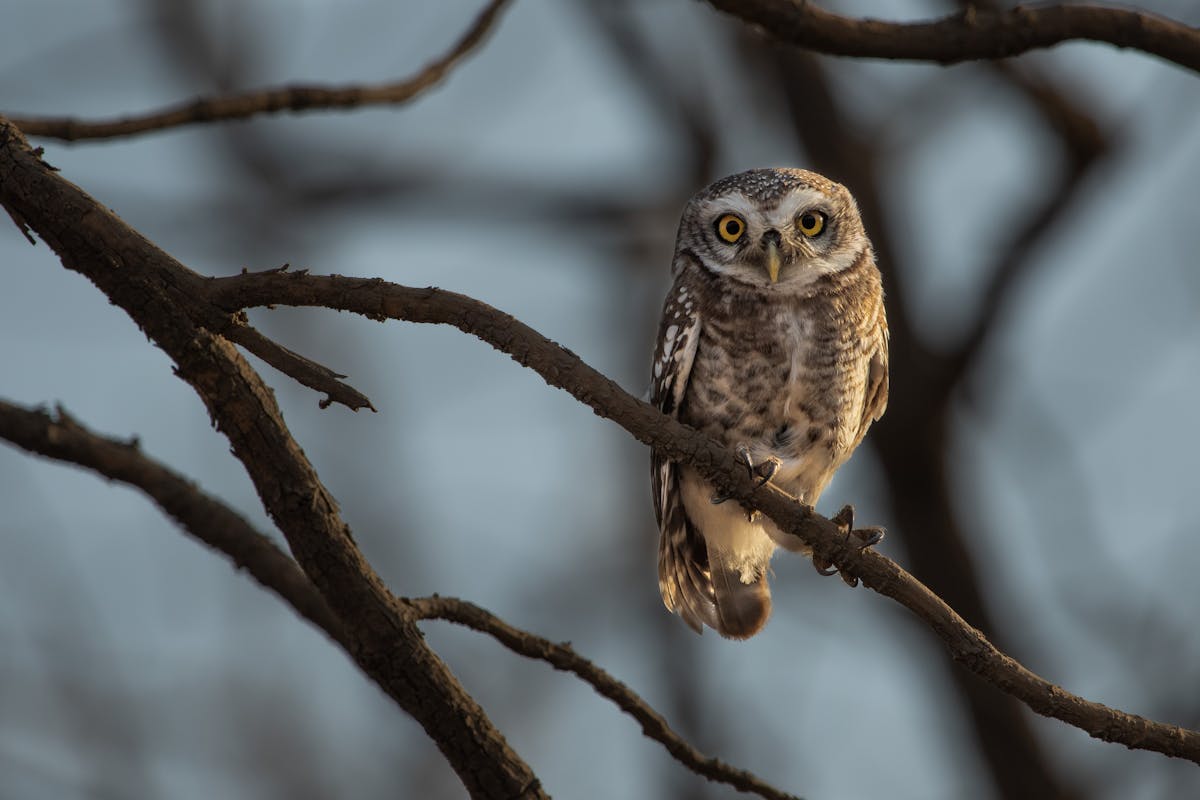 Texas Birds Introduction and Identification 6 Eastern Screech Owl