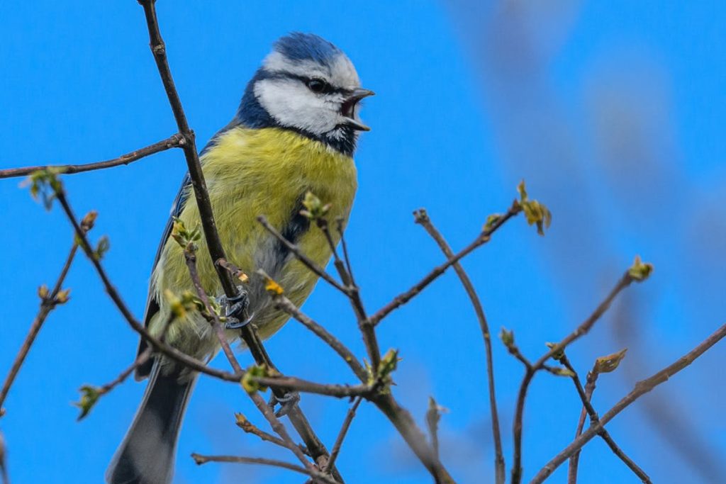 Eurasian Blue Tit Bird Overview