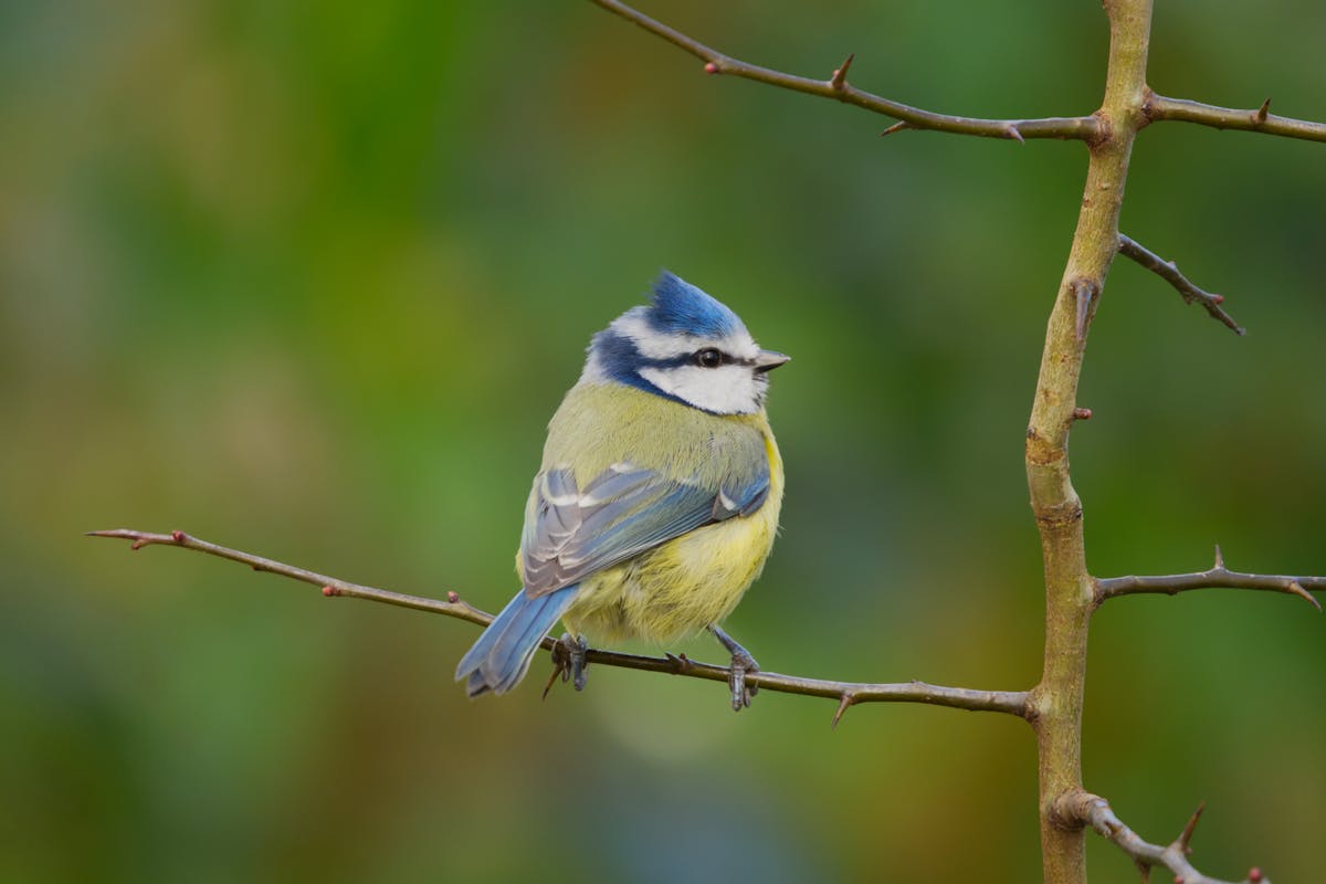 Eurasian Blue Tit Bird Overview 1 Eurasian Blue Tit Bird Overview
