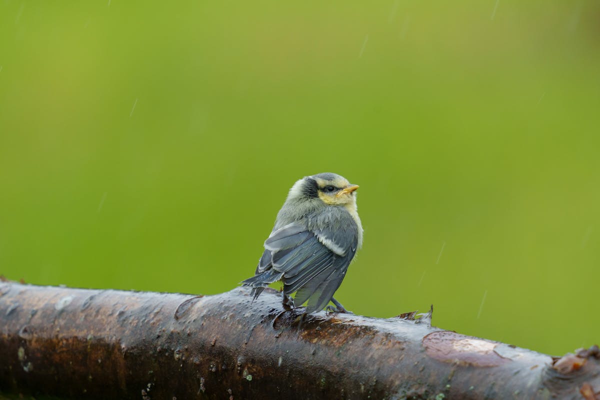 Eurasian Blue Tit Bird Overview 2 Eurasian Blue Tit in the backyard: