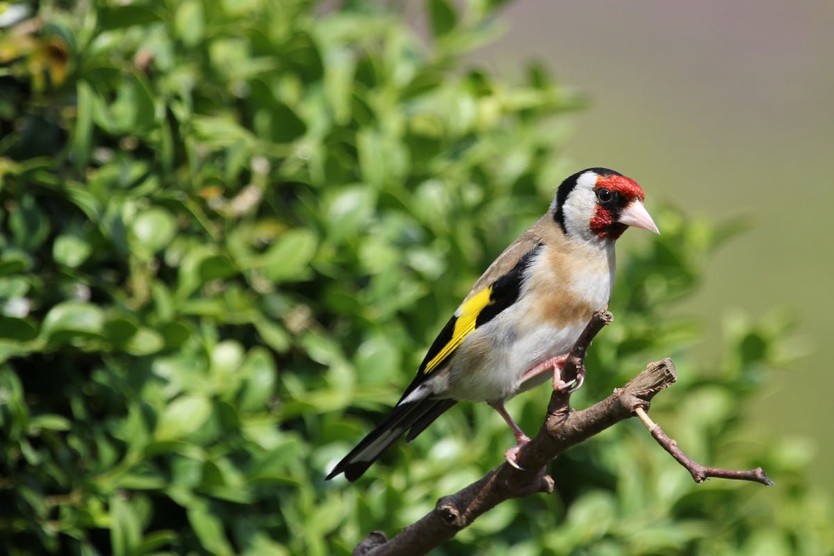 European Goldfinch Bird Introduction - Overview 1 European Goldfinch Bird Introduction - Overview
