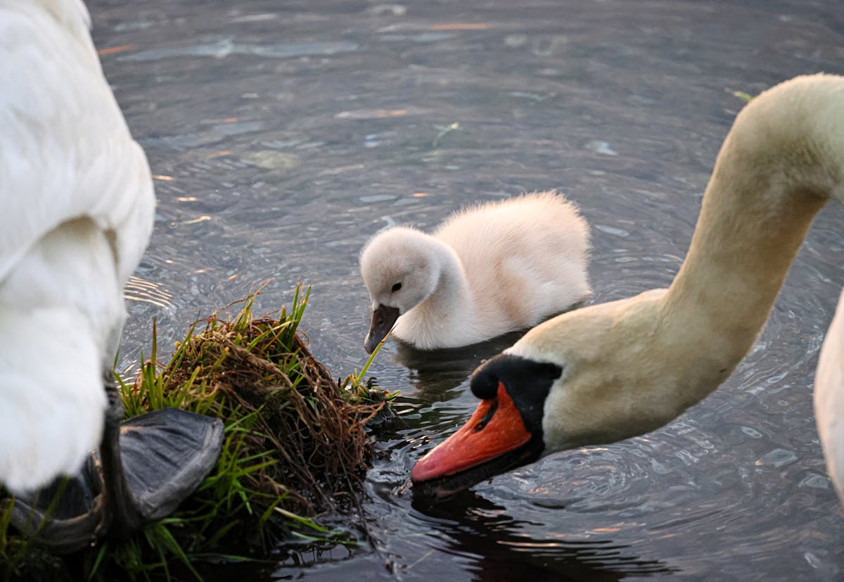 Feeding Birds In Spring