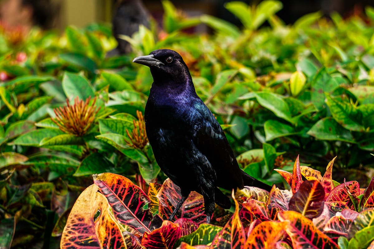 Florida Blackbirds Introduction