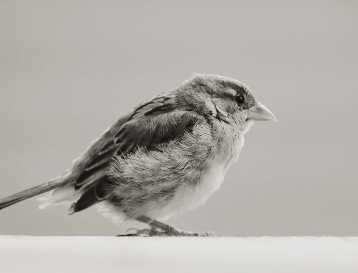 Texas Birds Introduction 1 Grasshopper Sparrow