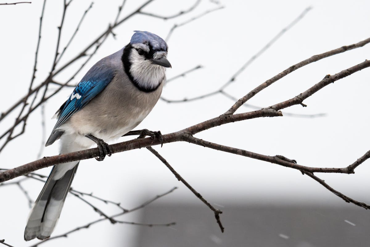Gray Jays- Canada Jays: 12 Fun Facts About 1 Gray Jays- Canada Jays 12 Fun FactsAbout