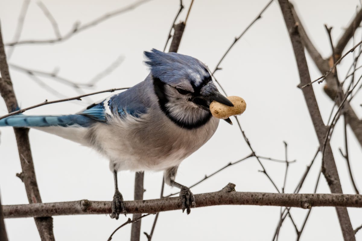 Gray Jays- Canada Jays: 12 Fun Facts About 2 Gray Jays- Canada Jays 12 Fun FactsAbout