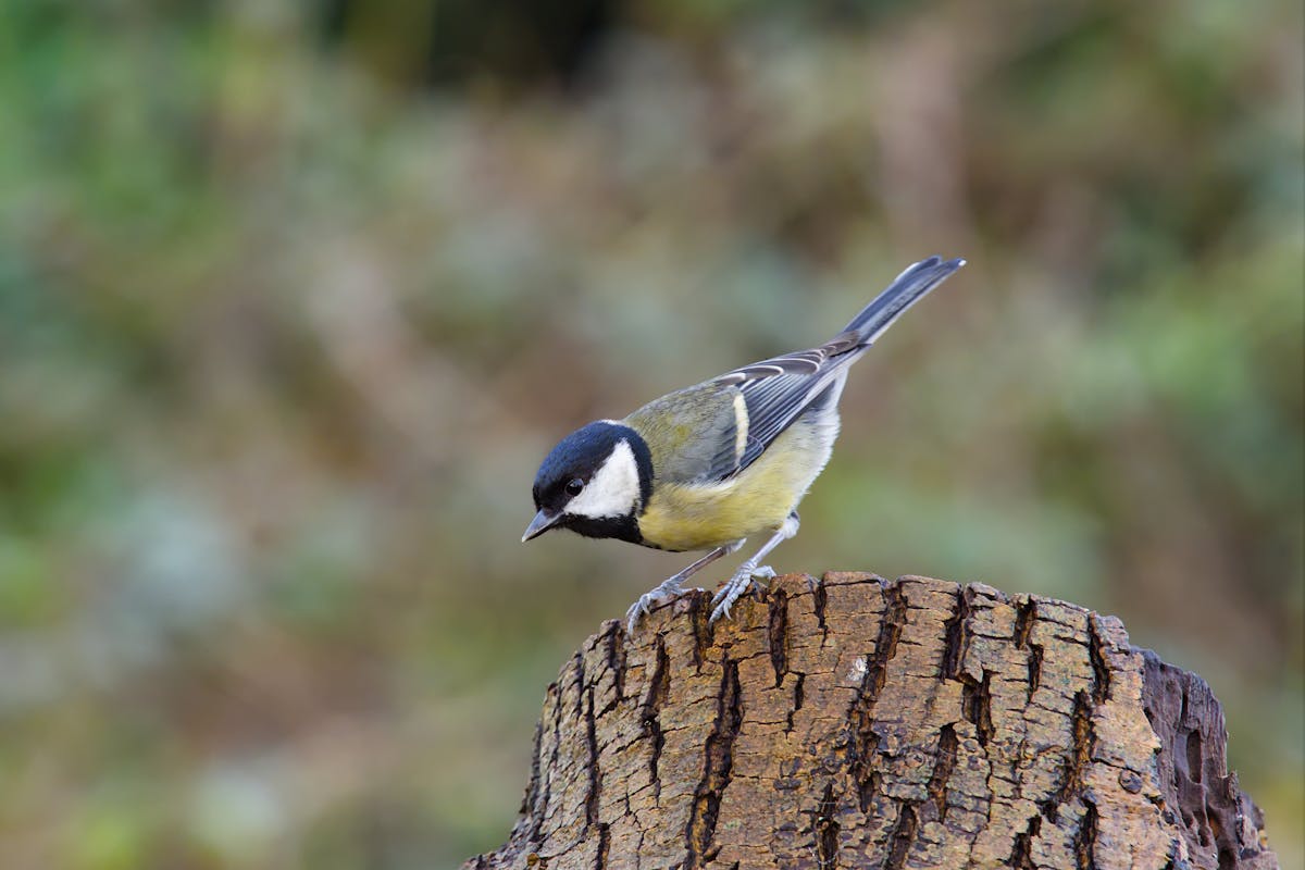 Great Tit Bird introduction and Overview 2 Great Tits vs. Blue Tits