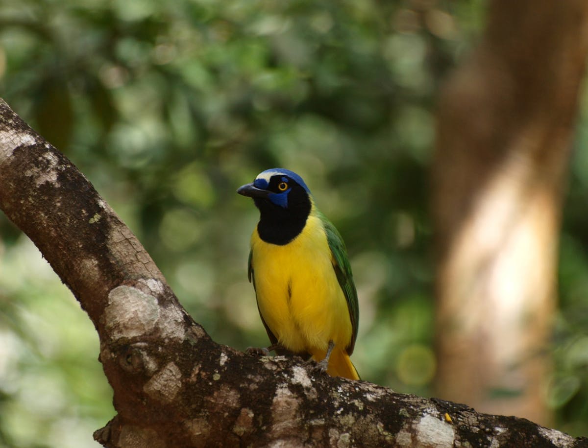 Texas Birds Introduction 2 Green Jay